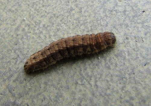 Hoplodrina ambigua